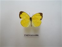 藏品(島嶼黃蝶)的圖片